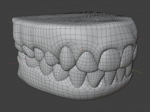 Human Teeth Gums Modèle 3D