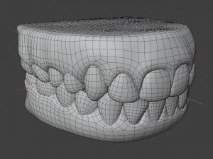 Human Teeth Gums 3D Model