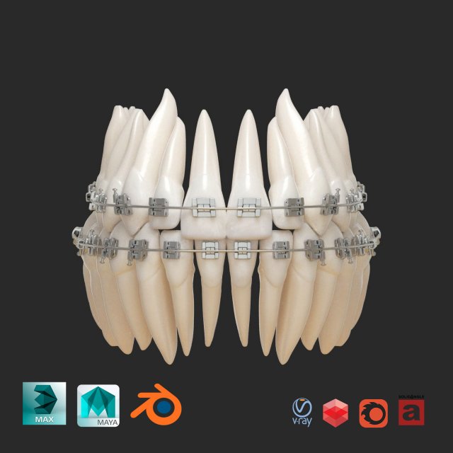 Teeth Model 3D .c4d .max .obj .3ds .fbx .stl .blend 