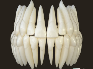 Teeth Model 3D