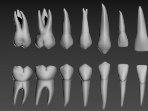 Teeth Model 3D
