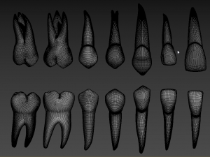 Teeth Model 3D