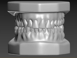 Teeth 3D Print Model