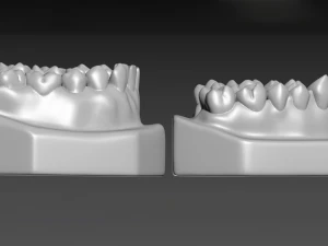Teeth 3D Print Model
