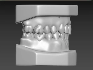 Teeth 3D Print Model