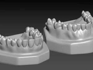 Teeth 3D Print Model