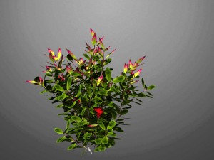 heavenly bamboo 3D Модель