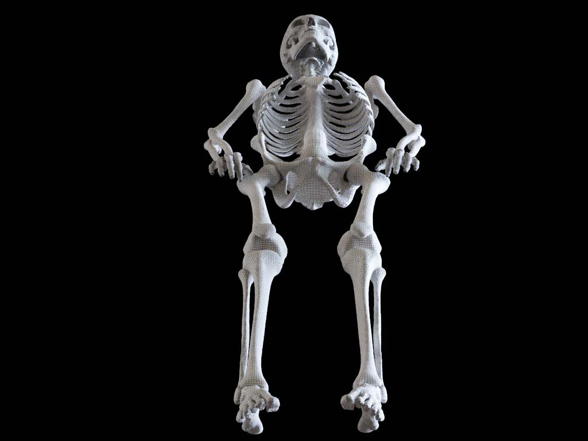 polygonal skeleton 3D Print Model .c4d .max .obj .3ds .fbx .stl .blend 