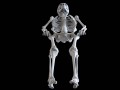 Polygonal skeleton 3D Model