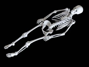 polygonal skeleton 3D Print Model