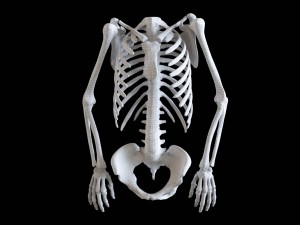 polygonal skeleton 3D 打印模型