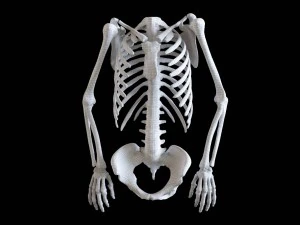 polygonal skeleton 3D Print Model