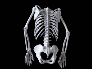 polygonal skeleton 3D 打印模型