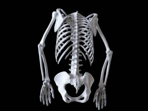 polygonal skeleton 3D Print Model