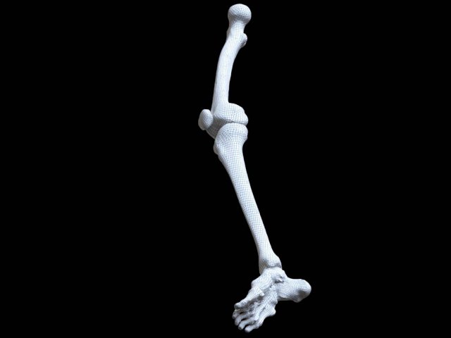 Download polygonal skeleton 3D Model