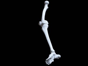 polygonal skeleton 3D 打印模型