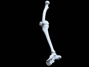 polygonal skeleton 3D Print Model