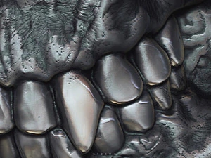 rei esqueleto Modelo 3D