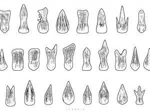 sfemir teeth imm brushes 3D Model