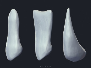 sfemir teeth imm brushes Model 3D