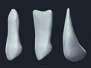 sfemir teeth imm brushes 3D Model