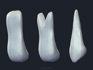 sfemir teeth imm brushes 3D Model