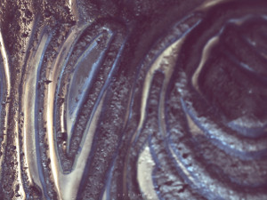 dragonborn shield 3Dモデル