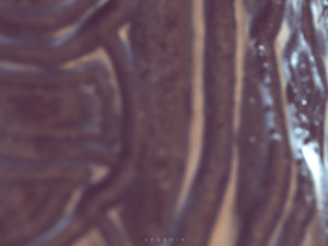 dragonborn shield 3Dモデル