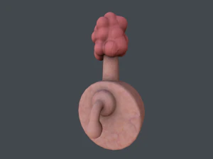 plumbus Modello 3D