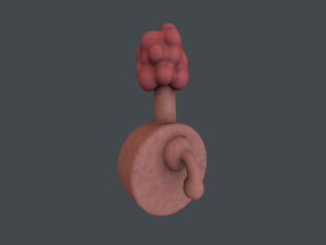 plumbus Modelo 3D