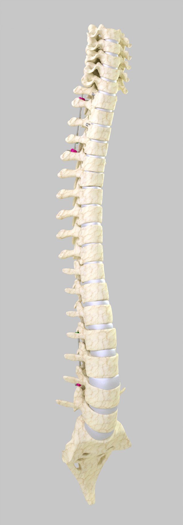 column 3D Modell .c4d .max .obj .3ds .fbx .stl .blend