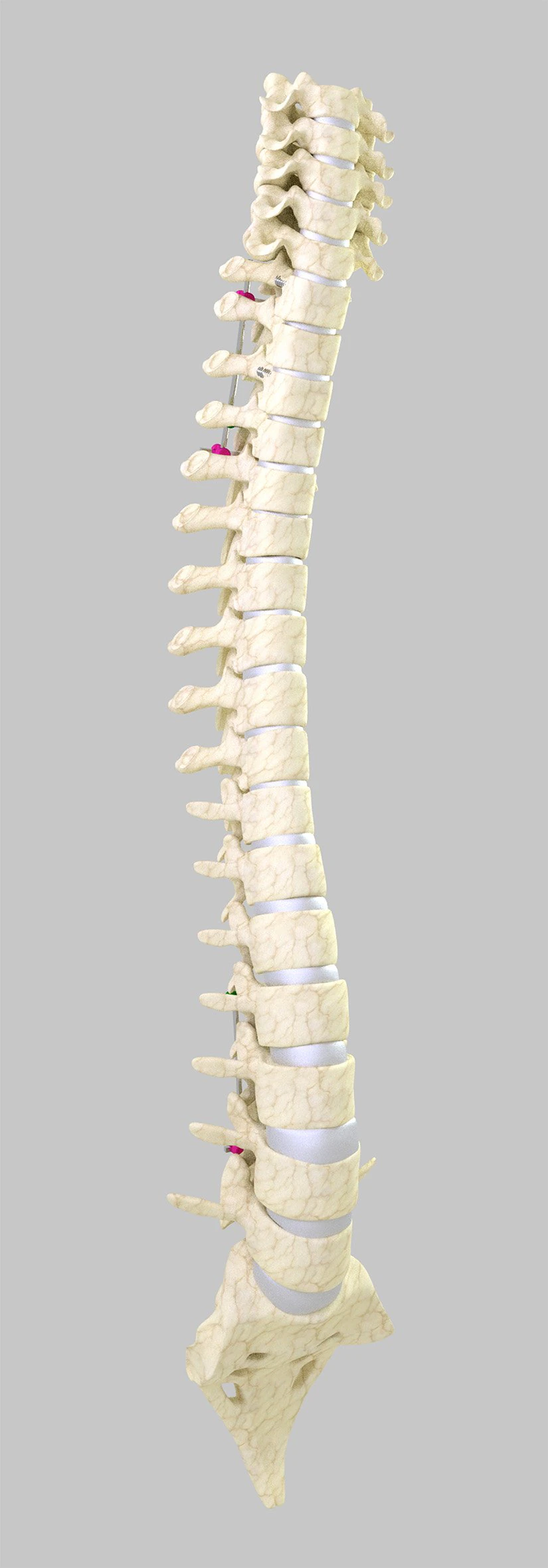 column 3D Model .c4d .max .obj .3ds .fbx .stl .blend 