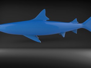 shark 3D Model
