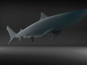 shark 3D Model