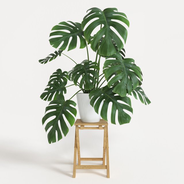 monstera 3D 模型 .c4d .max .obj .3ds .fbx .stl .blend 