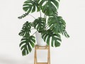monstera Model 3D