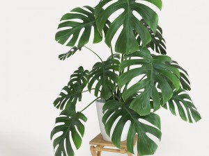 monstera 3D 模型