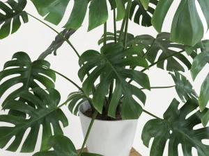 monstera 3D Model