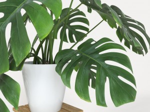 monstera 3D 模型