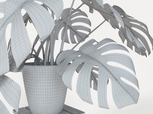 monstera 3D 模型
