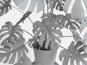 monstera 3D 模型