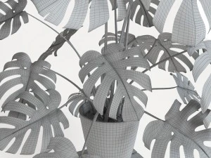 monstera 3D Model