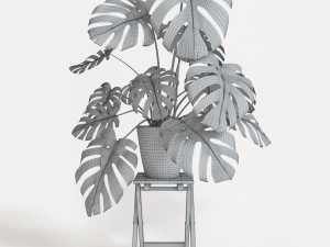 monstera 3D 模型