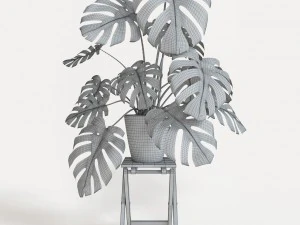monstera 3D Model