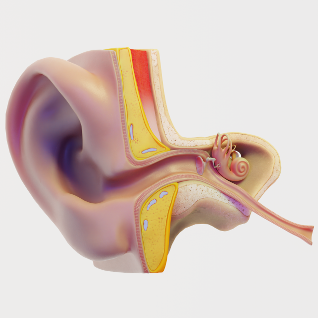 ear structure anatomy section 3D Model .c4d .max .obj .3ds .fbx .stl .blend 