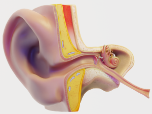ear structure anatomy section 3D Models