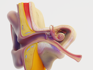ear structure anatomy section 3D Model