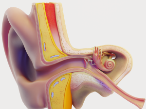 ear structure anatomy section 3D Model