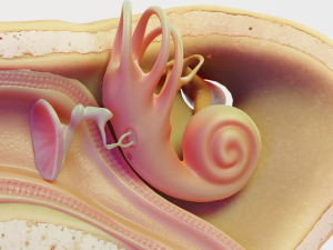 ear structure anatomy section 3D Model