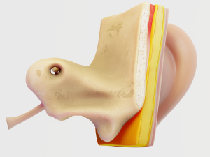 ear structure anatomy section 3D Model